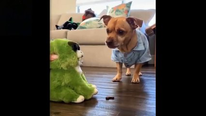 Eğlenceli hayvan videoları #21 - en komik kediler -şirin kediler ve köpekler