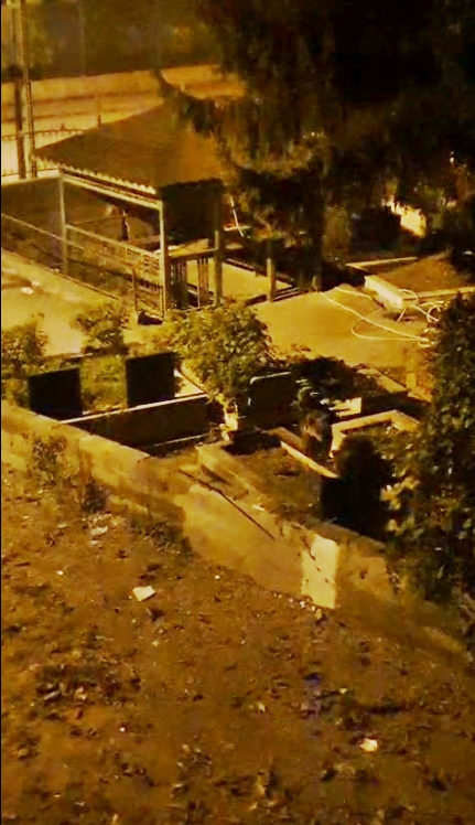 İki ayı yavrusu şehre indi, mezarlıkta görüntülendi! O anlar kamerada…