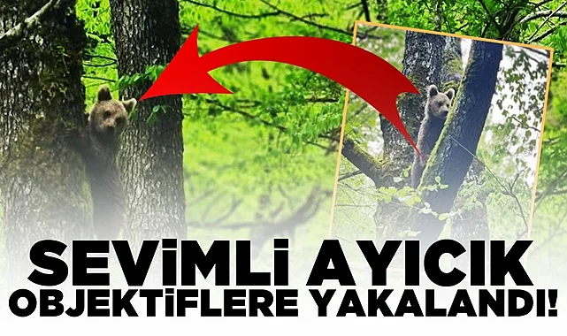 Sevimli ayıcık objektiflere yakalandı! Yolunu kaybetti, ağaca tırmandı!