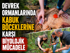 DEVREK ORMANLARINDA KABUK BÖCEKLERİNE KARŞI BİYOLOJİK MÜCADELE